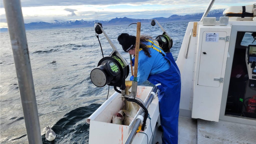 Reeling in large cod fish