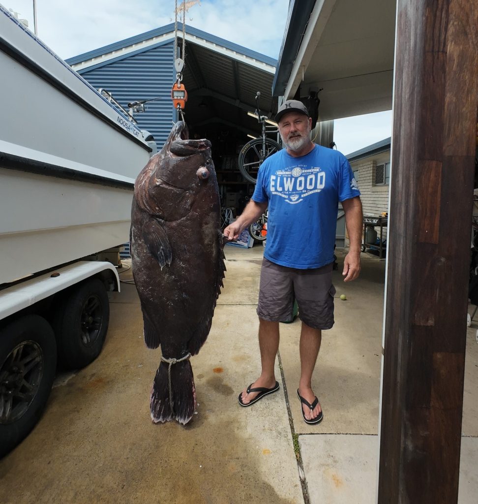 95 kg Bar Grouper Fish